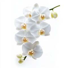 Fototapeta premium Delicate white flowers gracefully bloom on a slender stem, set against a pristine white background, creating a serene and elegant visual composition.