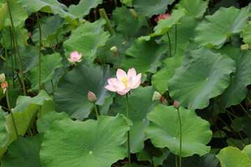 pink lotus flower