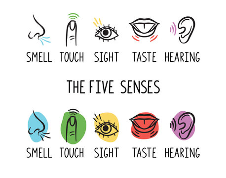 5 human senses illustrations. Taste, sight, touch, smell and hearing. Tongue, eye, finger, nose and ear. Trendy doodle hand drawn thin line icon 