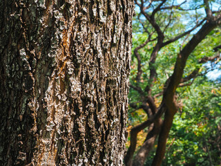 Obraz premium Big tree texture in park for nature and environmental background.