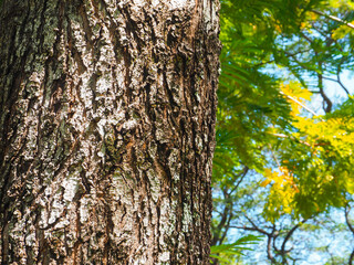 Big tree texture in park for nature and environmental background.