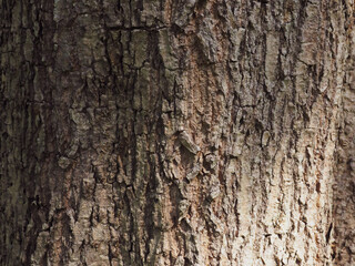 Big tree texture in park for nature and environmental background.