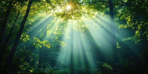 Sun Rays Through Trees in Dark Rainforest for Nature Photography