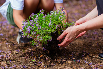 Hands of a boy and woman planting flowers in soil together