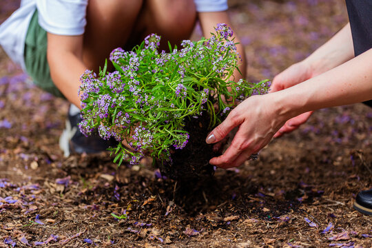 Hands of a boy and woman planting flowers in soil together