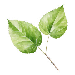 Obraz premium Birch Leaf Clipart Vector Illustration