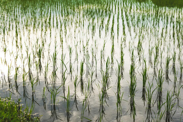 Yellow paddy field and beautiful sky at sunset	
