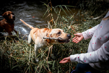 Dogs Swimming and Playing Fetch in Pond