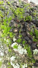 moss on tree bark in close up view 