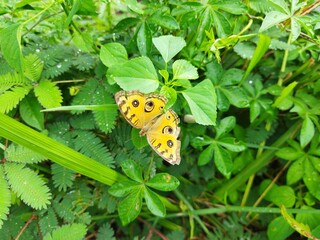 butterfly on a green leaves