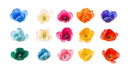 Set of tulips in violet, white, pink, red, purple, and blue on a transparent background. Valentine's Day, Easter, Birthday, Women's Day, Mother's Day, flat lay, quotes, greetings, messages, and cards.