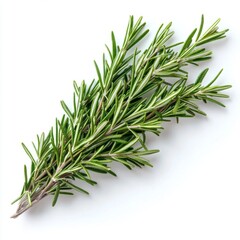 Fototapeta premium Fresh Rosemary Sprig Isolated on White Background