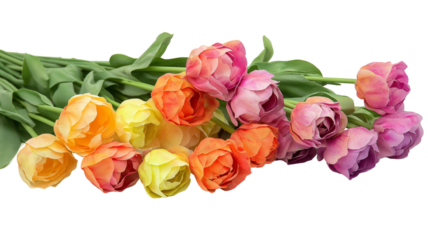 Set of tulips in violet, white, pink, red, purple, and blue on a transparent background. Valentine's Day, Easter, Birthday, Women's Day, Mother's Day, flat lay, quotes, greetings, messages, and cards.