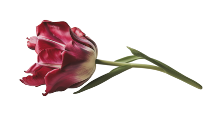 Set of tulips in violet, white, pink, red, purple, and blue on a transparent background. Valentine's Day, Easter, Birthday, Women's Day, Mother's Day, flat lay, quotes, greetings, messages, and cards.