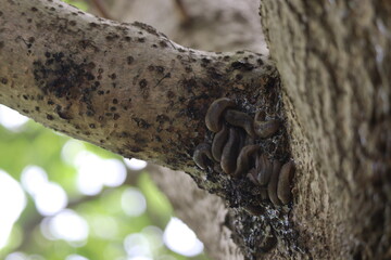Slugs gathering on a tree