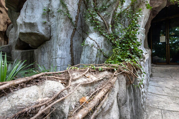 Root of the tree at the stone