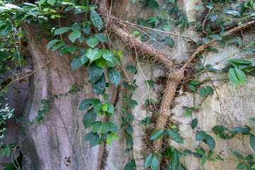 Root of the tree at the stone