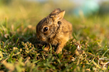 rabbit in the woods