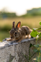 rabbit in the woods