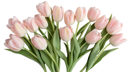 Set of tulips in violet, white, pink, red, purple, and blue on a transparent background. Valentine's Day, Easter, Birthday, Women's Day, Mother's Day, flat lay, quotes, greetings, messages, and cards.