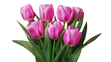 Set of tulips in violet, white, pink, red, purple, and blue on a transparent background. Valentine's Day, Easter, Birthday, Women's Day, Mother's Day, flat lay, quotes, greetings, messages, and cards.