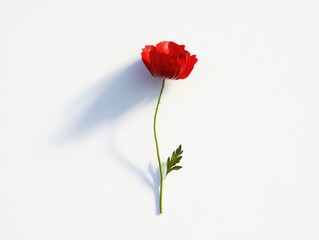 Obraz premium Single Red Flower