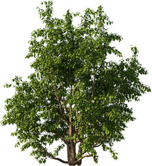 Small Tree, Colored Tree, Small Plant