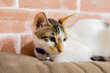 Elegant White Cat Portrait with Black and Brown Patches - Pet Photography