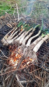 Cal&ccedil;ots cooking on the barbacue  cal&ccedil;ots are a sweet onions typical catalan