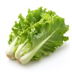 Fresh Light Green Endive Leaves Isolated on White Background