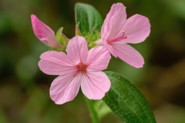 Pink flower with green leaves