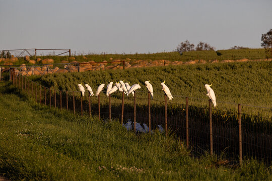 Cockatoos sitting on a fence on a farm