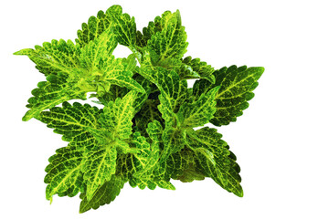 Ornamental nettle with green leaves on a white background