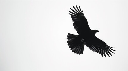 A majestic eagle soaring with outstretched wings, captured mid-flight on a white background.