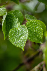 Green tree leaves on a blurred nature background.