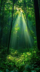 Obraz premium A dense forest with tall trees and sunlight filtering through the leaves