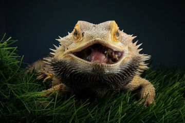 Portrait of a bearded dragon with the mouth open