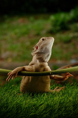 Portrait of a bearded dragon with the mouth open