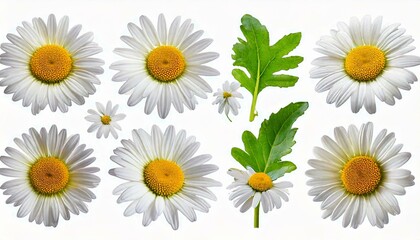 Fototapeta premium set of daisies isolated
