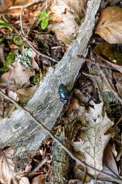 Dung beetle or the Dumbledore (Geotrupes stercorarius) climbing over tree branch in the forest.