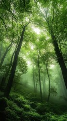Naklejka premium A misty forest with dense trees and soft sunlight filtering through, peaceful atmosphere