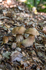 Summer cep mushroom (Boletus reticulatus) growing in the forest.