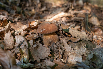 Summer cep mushroom (Boletus reticulatus) growing in the forest.