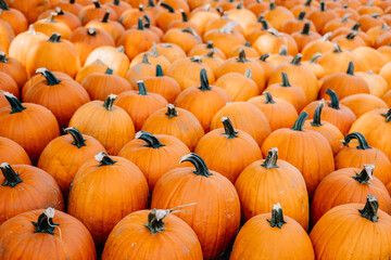 A collection of orange pumpkins for harvest at pumpkin patch farm.