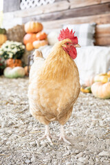 Buff chicken in a rustic farm setting with pumpkins and hay.