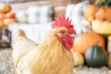 Buff chicken in a rustic fall setting with pumpkins and hay.