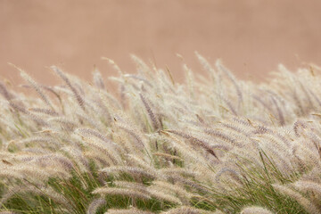 Swaying reeds in the wind of Morocco