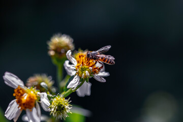 Bee recollecting pollen from flowers