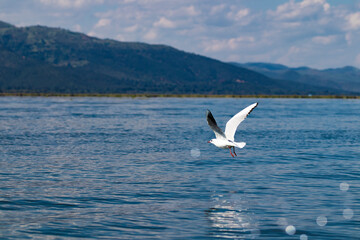 Fototapeta premium A seagull flying over the sea in a nice day