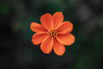 macrophotography of a orange flower